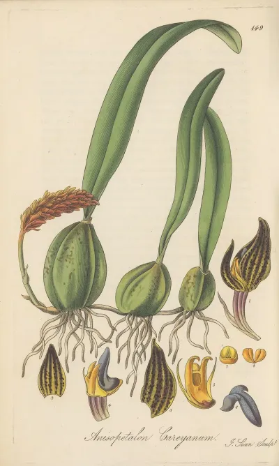 Anisopetalum Careyanum
