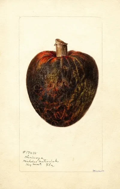 Annona Cherimola 2