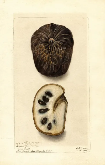 Annona Cherimola 3