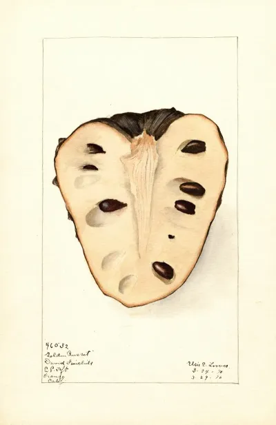 Annona Cherimola Golden Russet 2