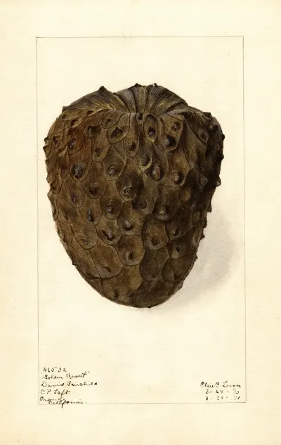 Annona Cherimola Golden Russet 3