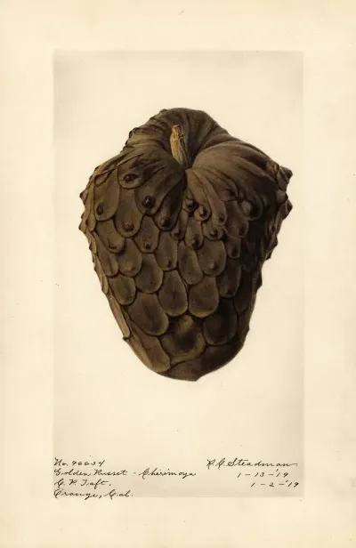 Annona Cherimola Golden Russet