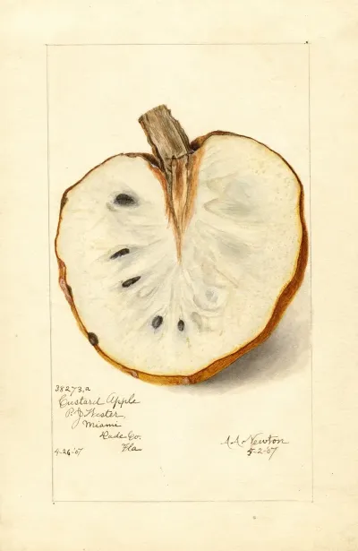 Annona Reticulata 3