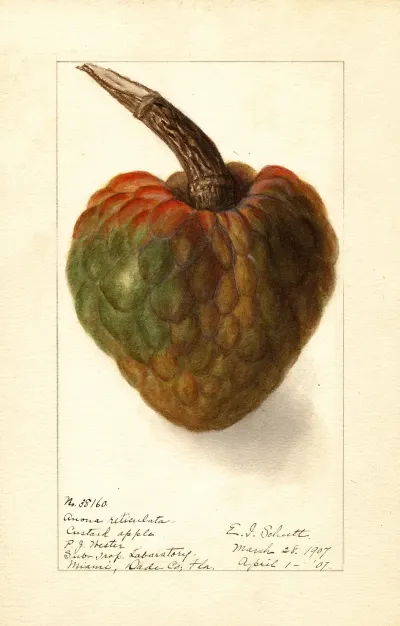Annona Reticulata 6