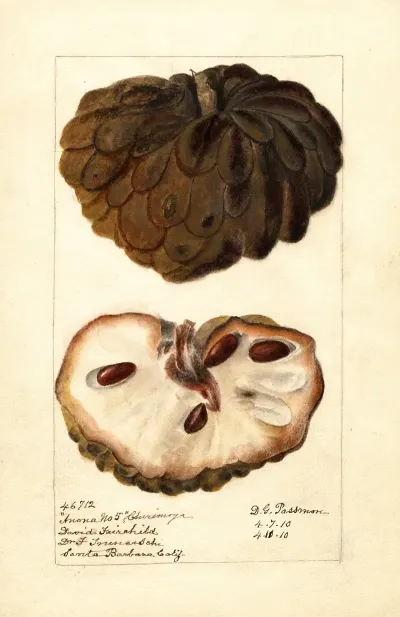 Annona Squamosa Anona No