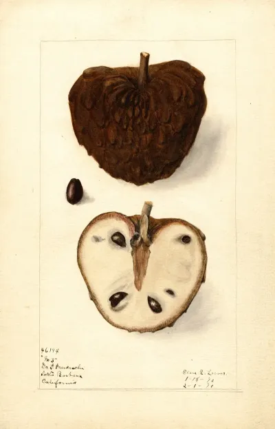 Annona Squamosa No