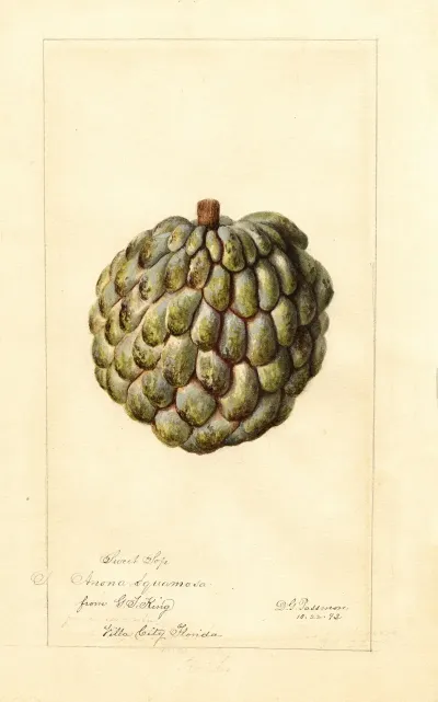 Annona Squamosa Sweet Sop