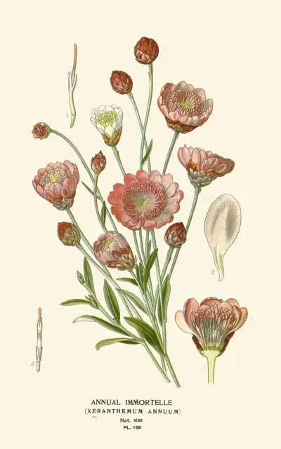 Annual Immortelle