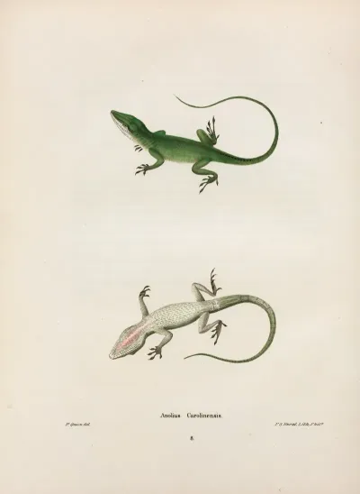 Anolius Carolinensis