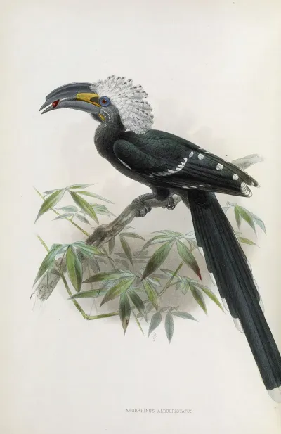 Anorrhinus Albocristatus