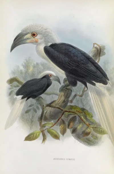 Anorrhinus Comatus