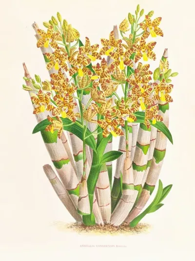 Ansellia Congoensis