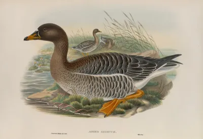Anser Segetum