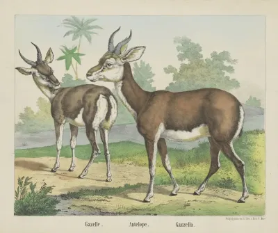 Antelope 2