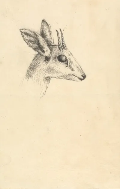 Antelope Head