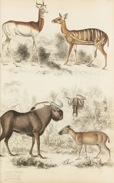 Antelopes Gnods