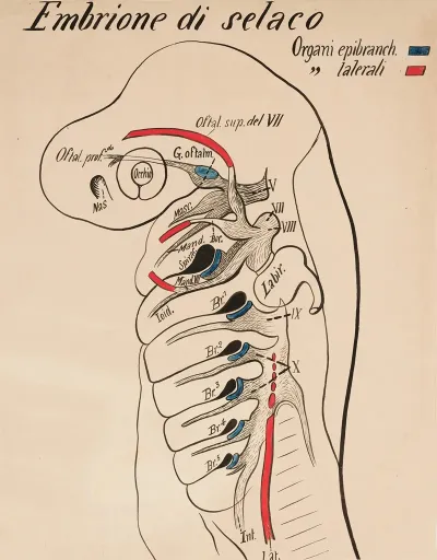 Anterior Part Of The Embryo Of A Selachian