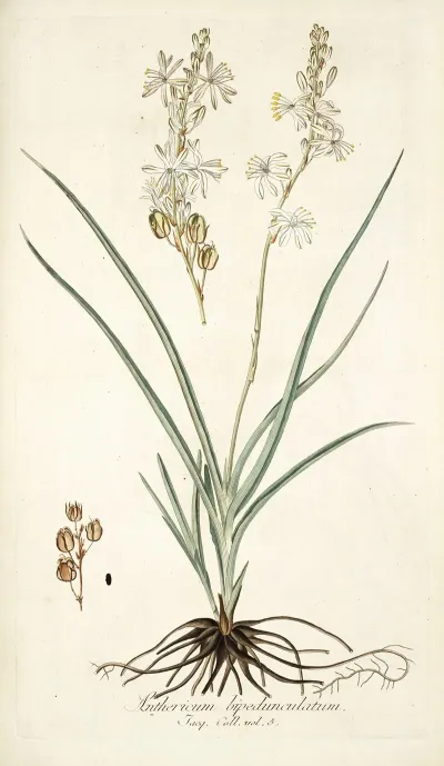 Anthericum Bipedunculatum