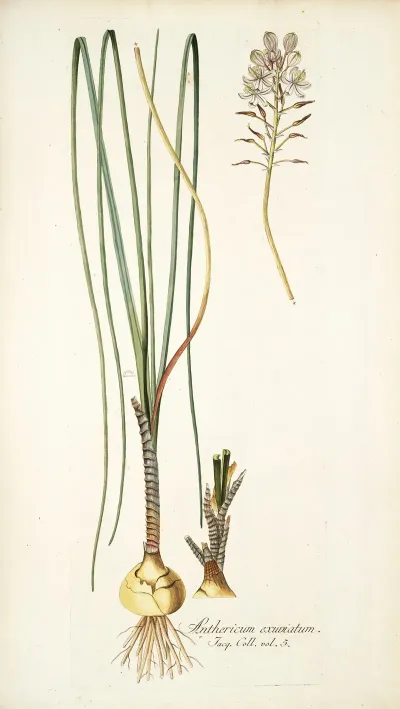 Anthericum Exuviatum