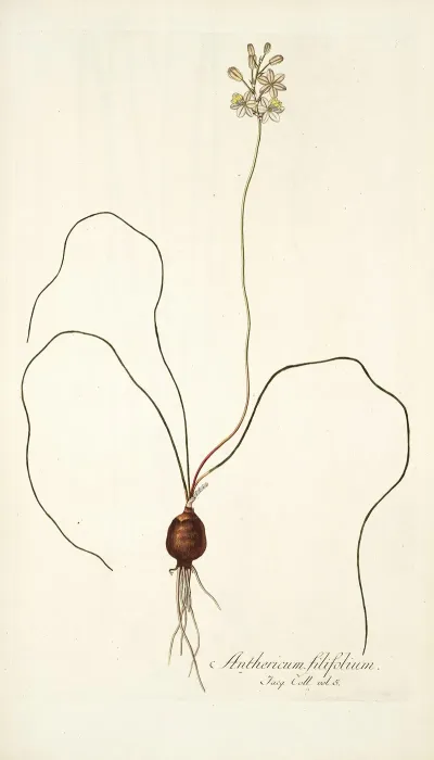 Anthericum Filifolium