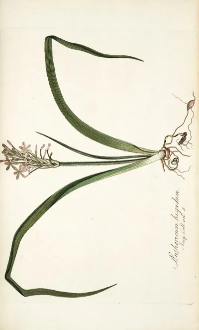Anthericum Hispidum