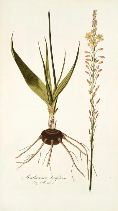 Anthericum Latifolium