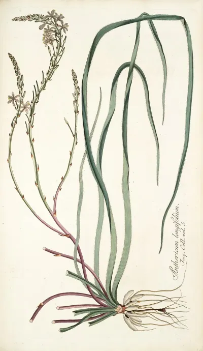 Anthericum Longifolium
