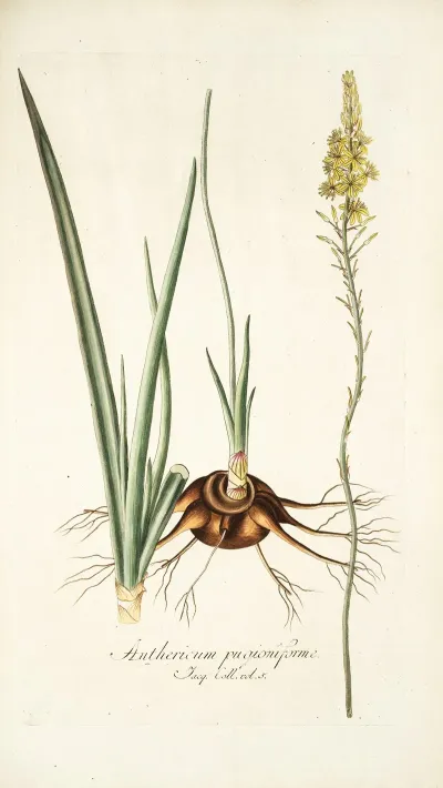 Anthericum Pugioniforme