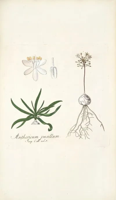 Anthericum Pusillum