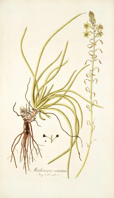 Anthericum Rostratum