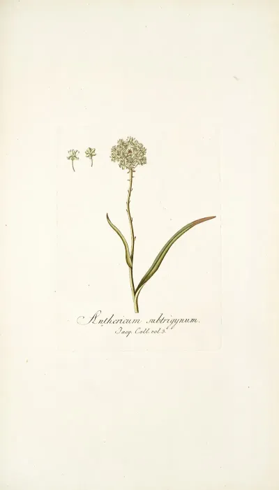 Anthericum Subtrigynum