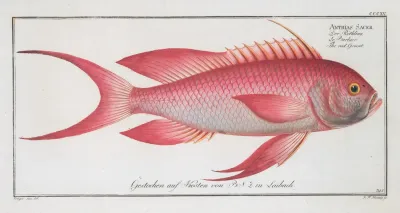 Anthias Sacer The Red Grunt