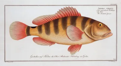 Anthias Striatus The Streaked Grunt