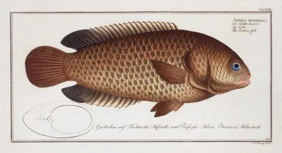 Anthias Testudineus The Tortoise Fish