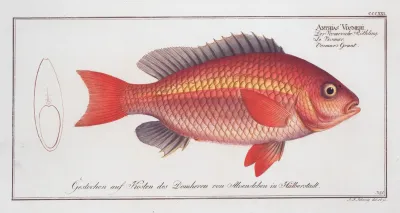 Anthias Vosmeri Vosmars Grunt