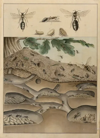 Anthill 2