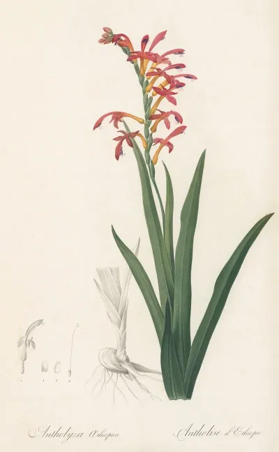 Antholyza Aethiopica