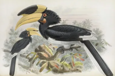 Anthracoceros Coronatus