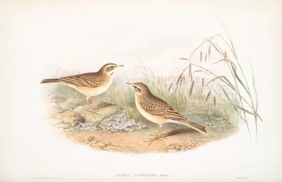 Anthus Campestris Tawny Pipit