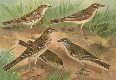 Anthus Obscurus Gustavi Swinhoe Campestris Spipoletta Richardi