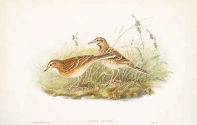 Anthus Richardi Richards Pipit