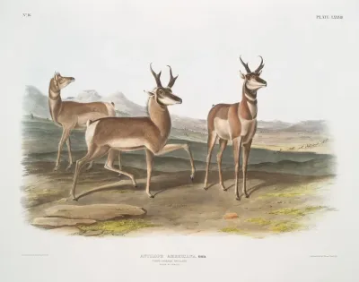 Antilope Americana Prong Horned Antelope Male Female