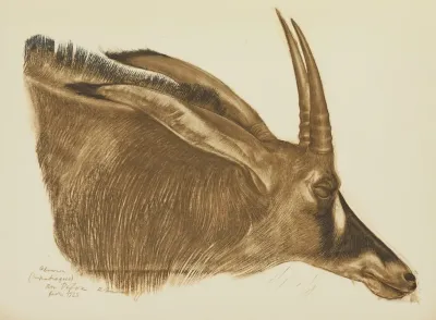 Antilope Hippotrague Am Dafok