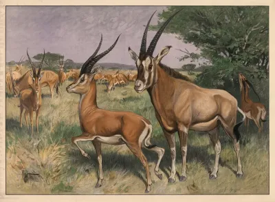 Antilope