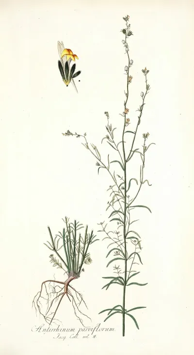 Antirrhinum Parviflorum