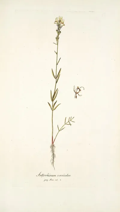 Antirrhinum Versicolor