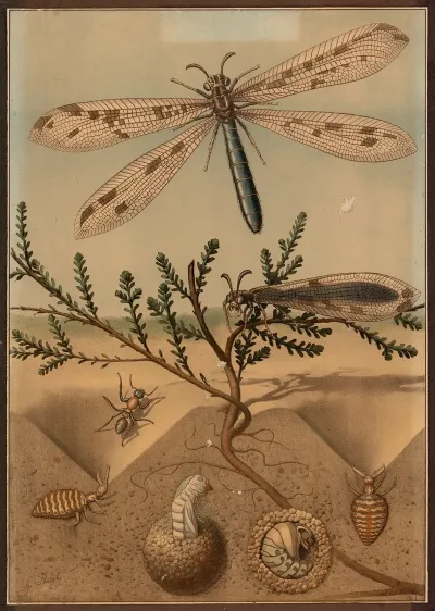 Antlion