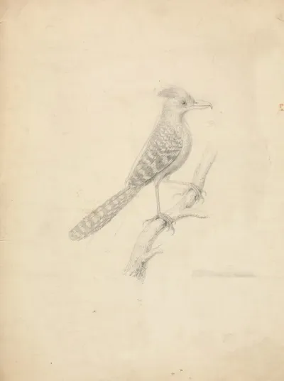 Antshrike