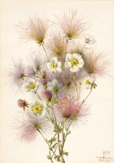 Apache Plume Fallugia Paradoxa