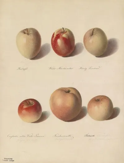 Apfelsorten